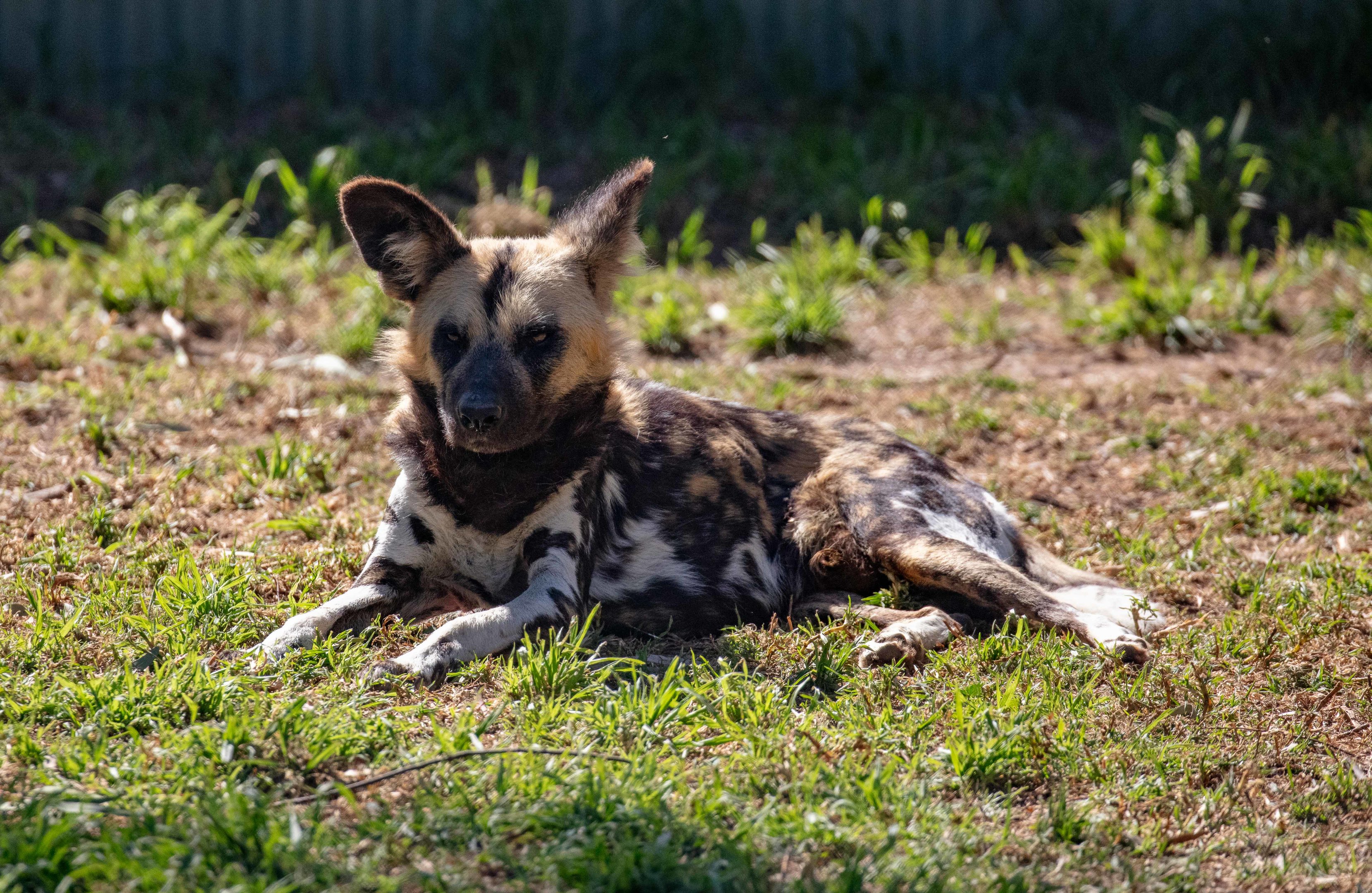 African Wild Dog