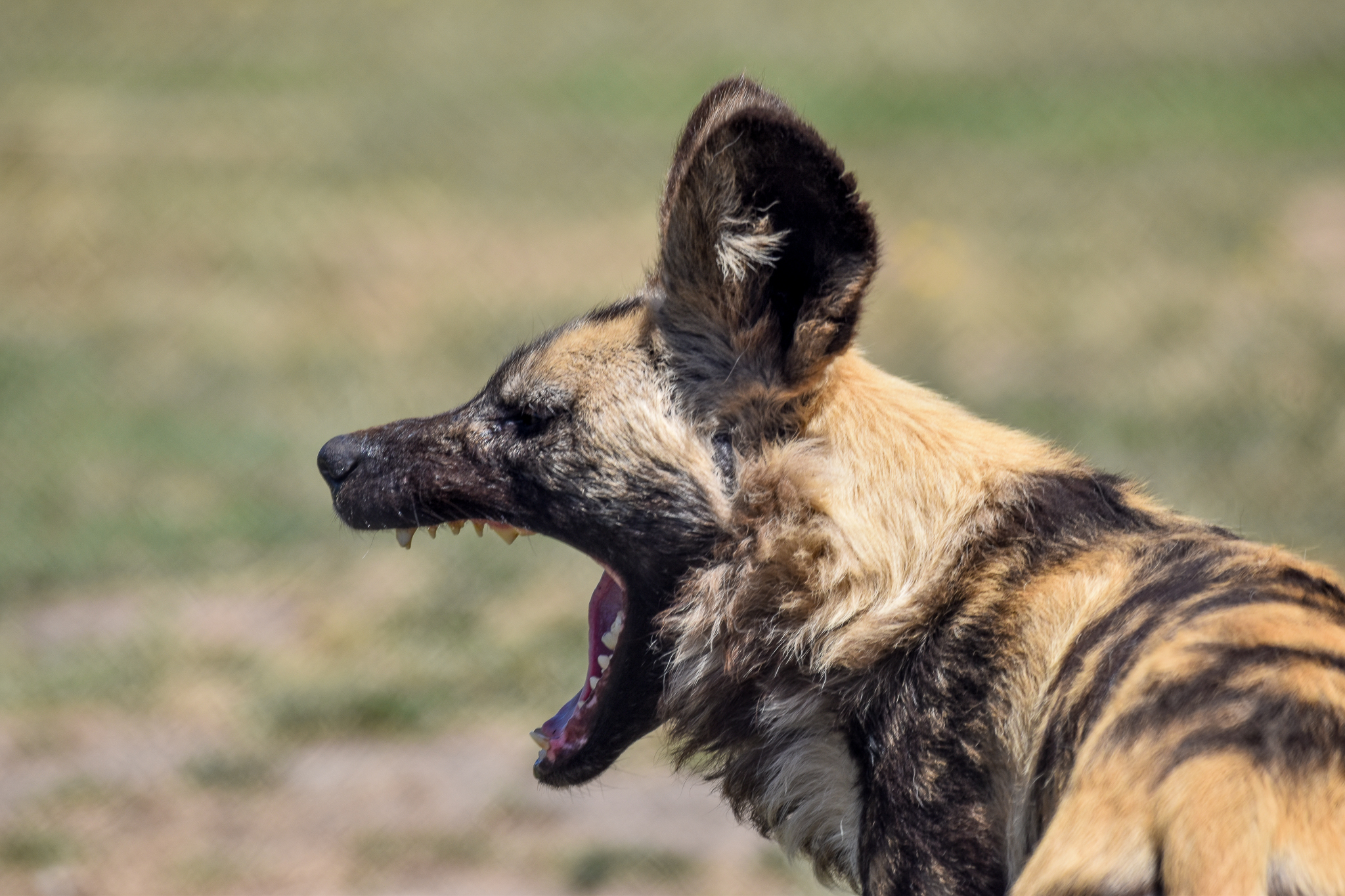African Wild Dog