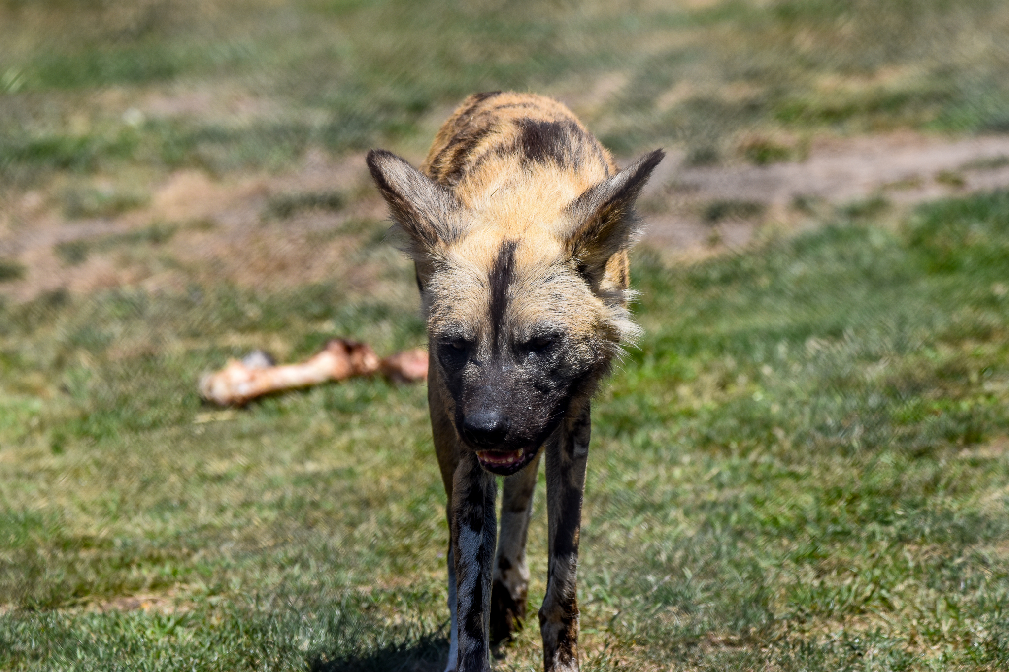African Wild Dog
