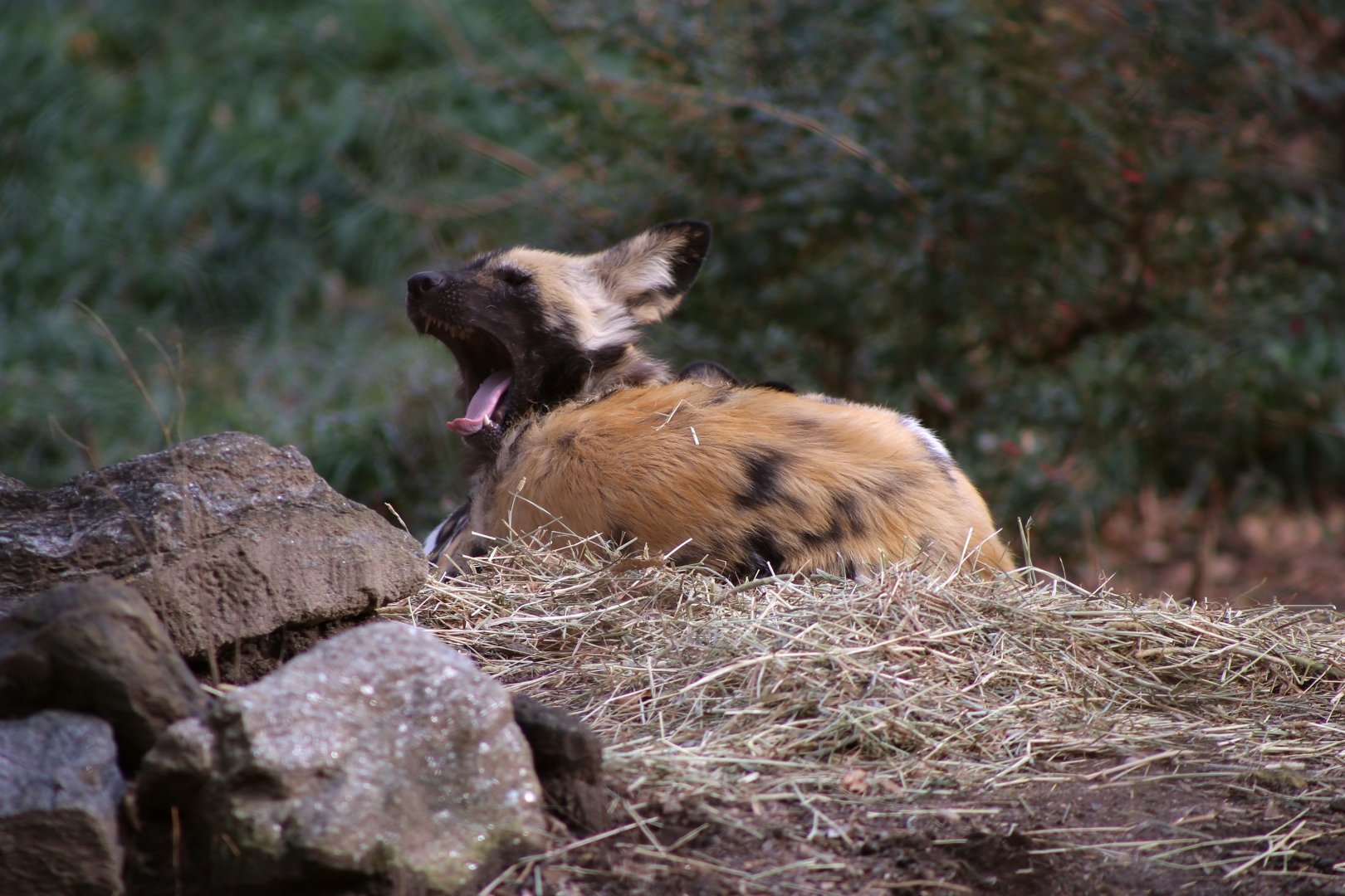 African Wild Dog
