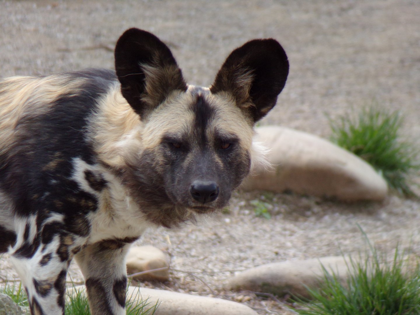 African Wild Dog