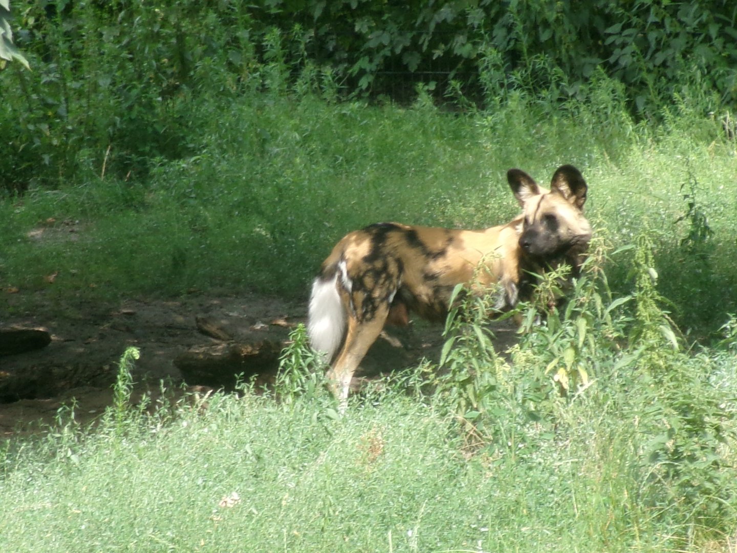 African wild dog