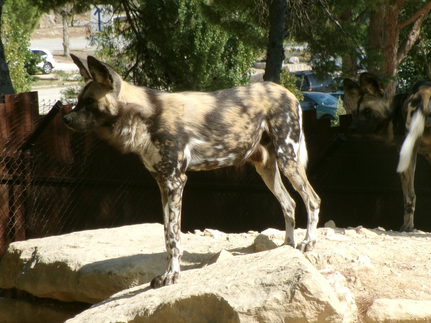 African wild dog