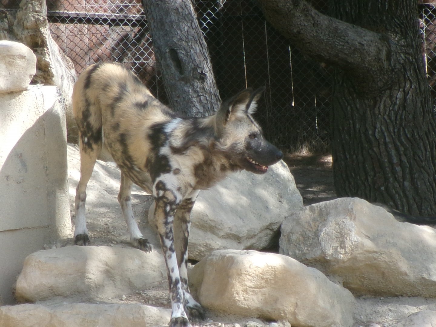 African wild dog