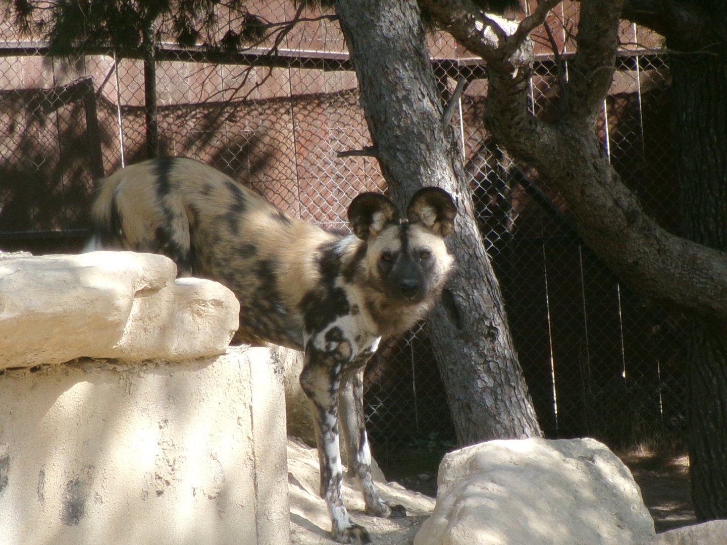 African wild dog