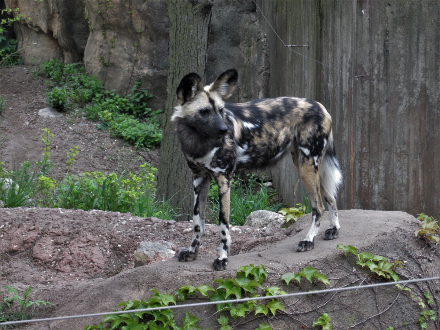 African wild dog