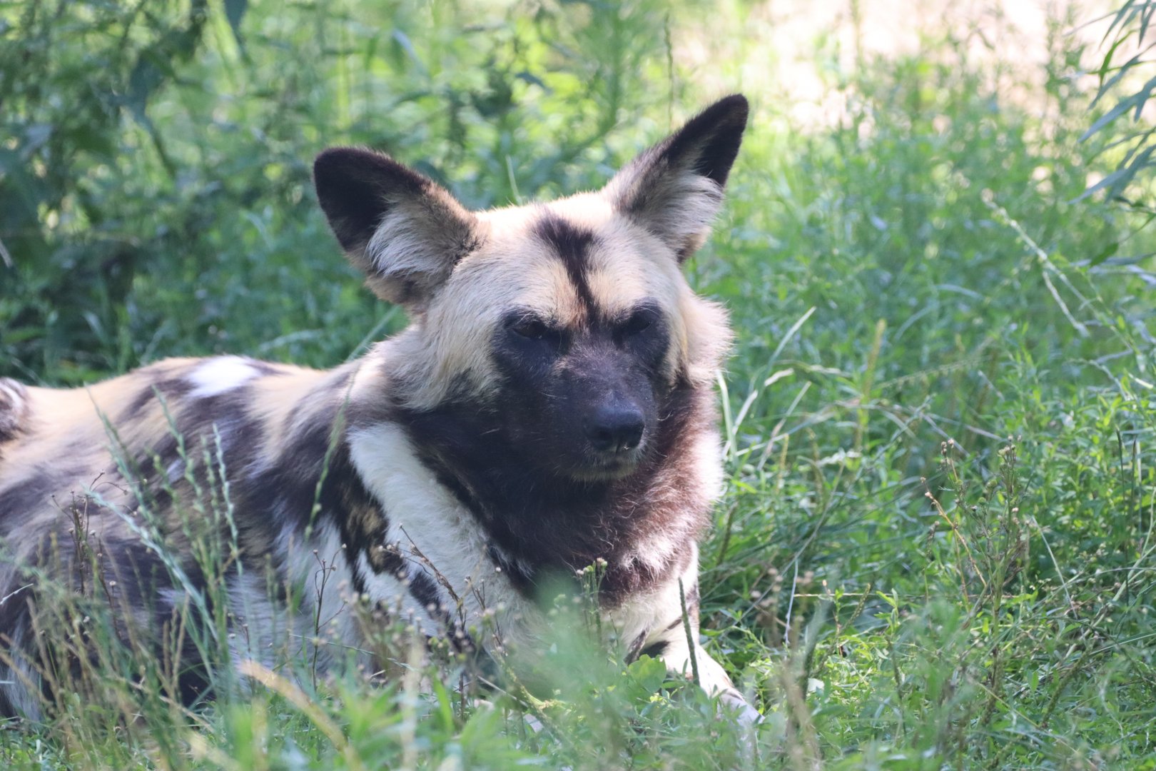 African Wild Dog