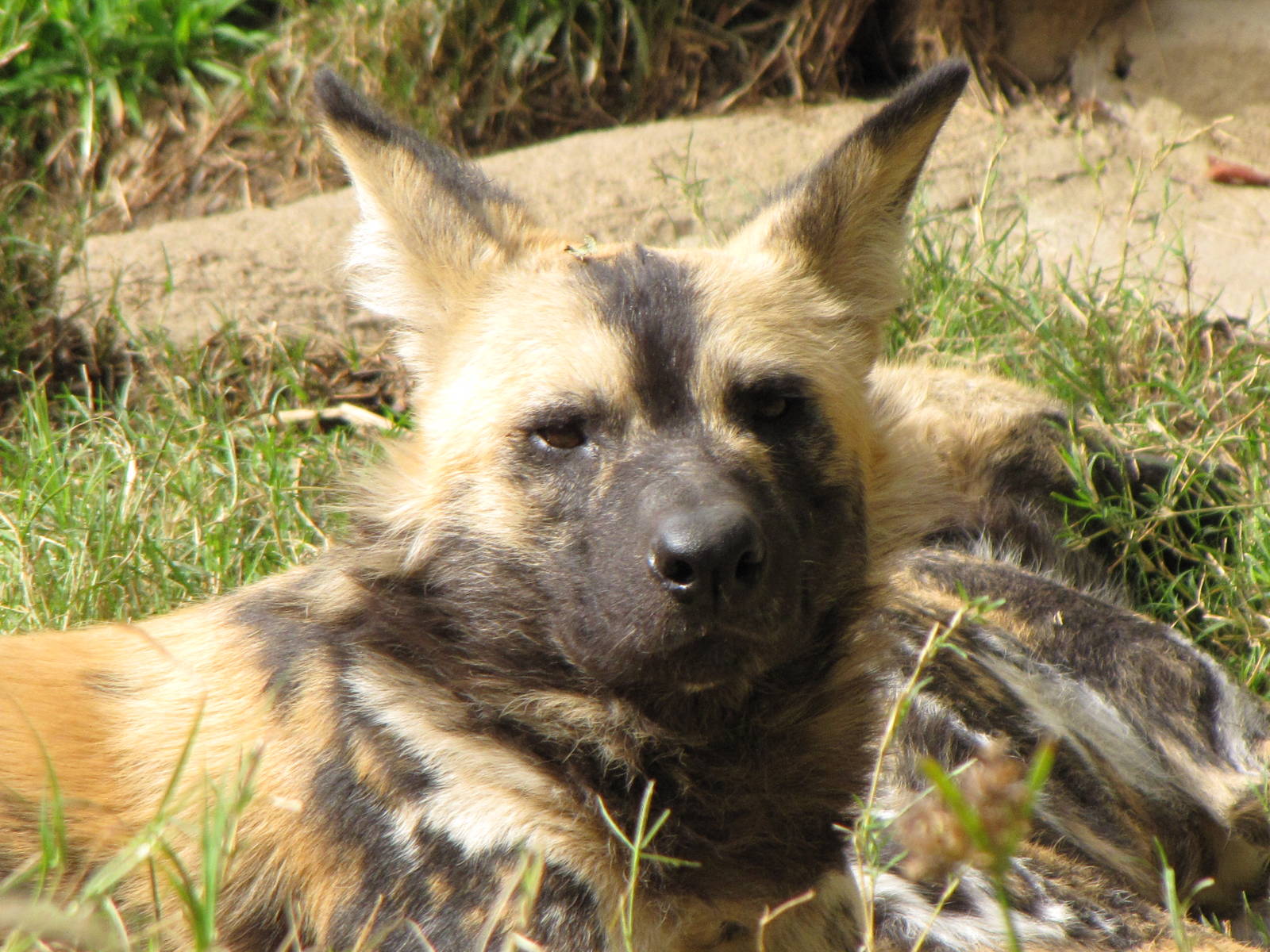 African Wild Dog