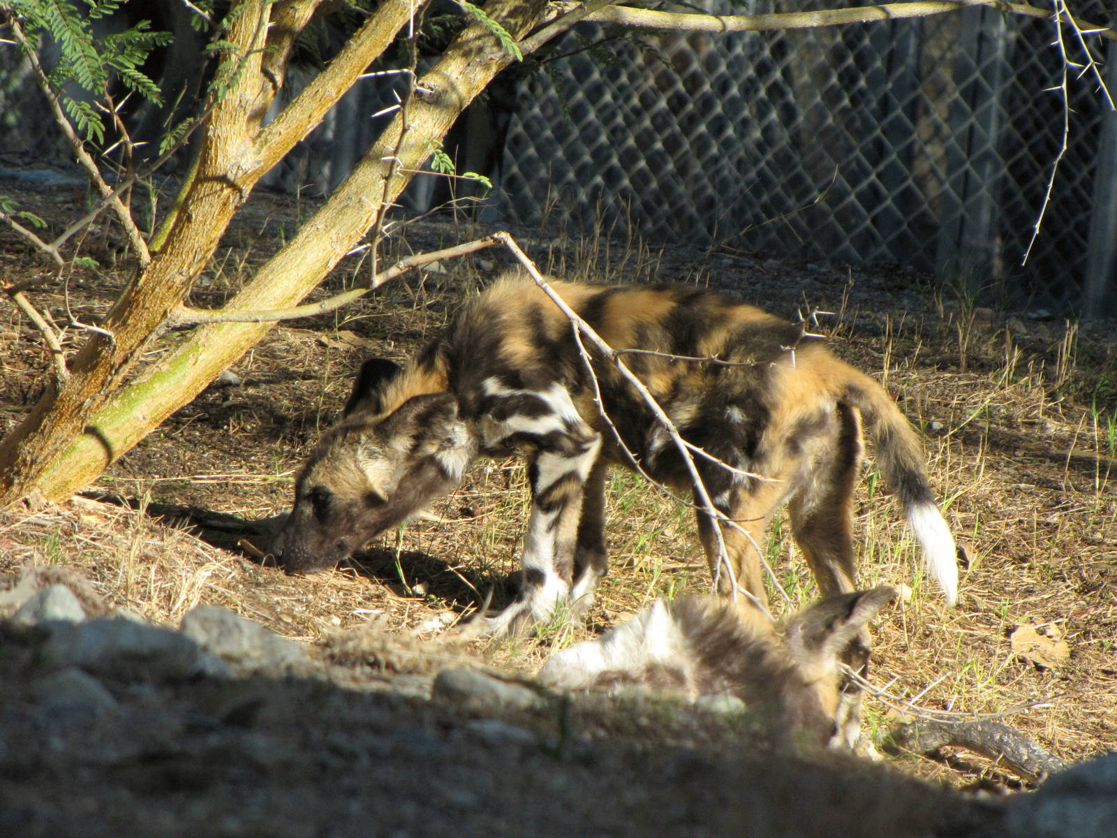 African Wild Dog