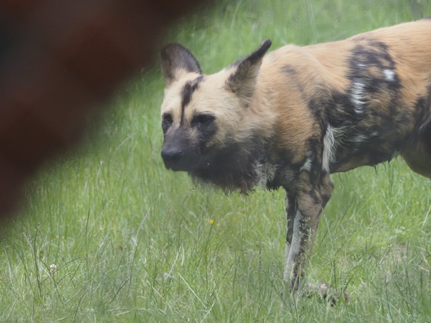 African Wild Dog