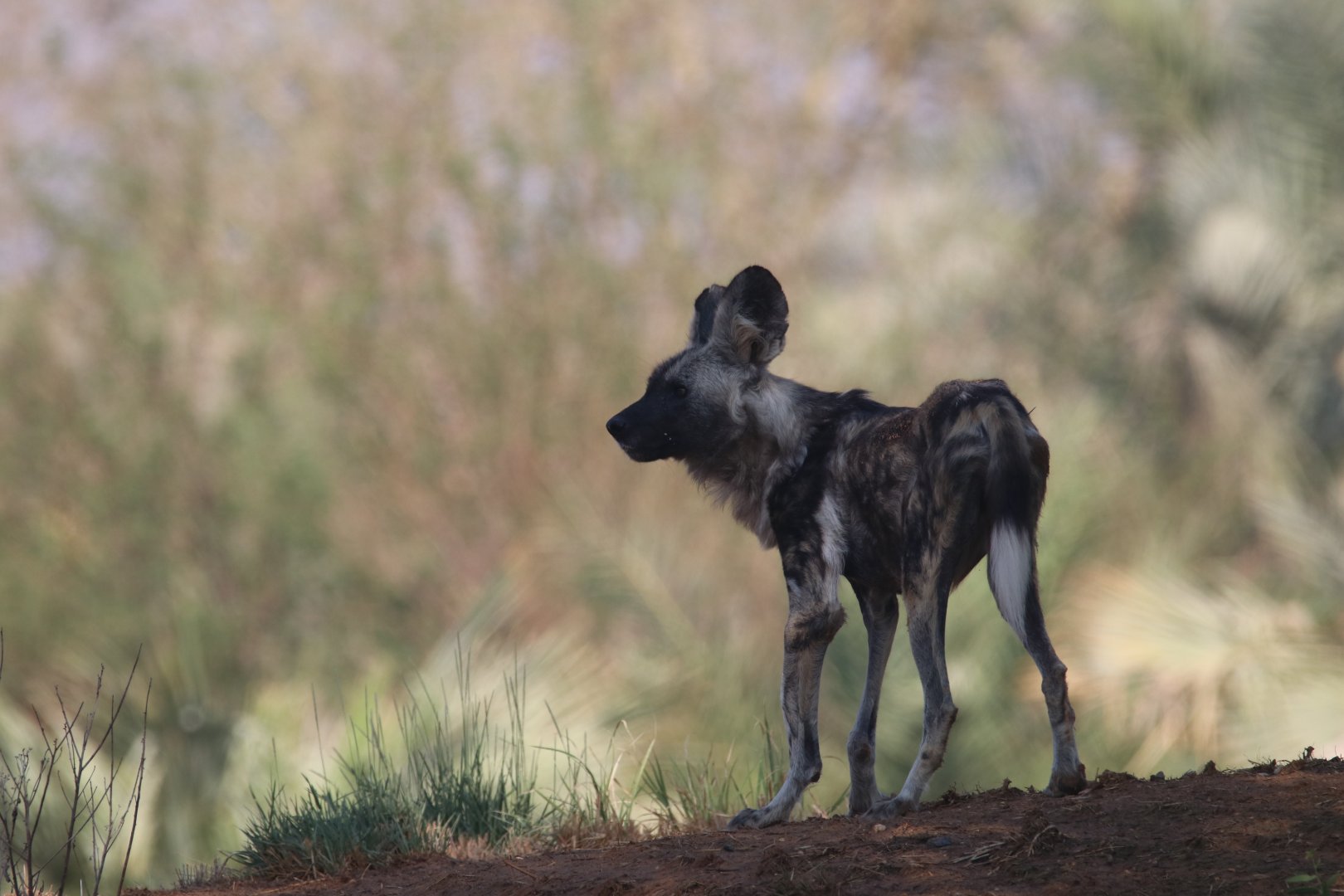 African wild dog