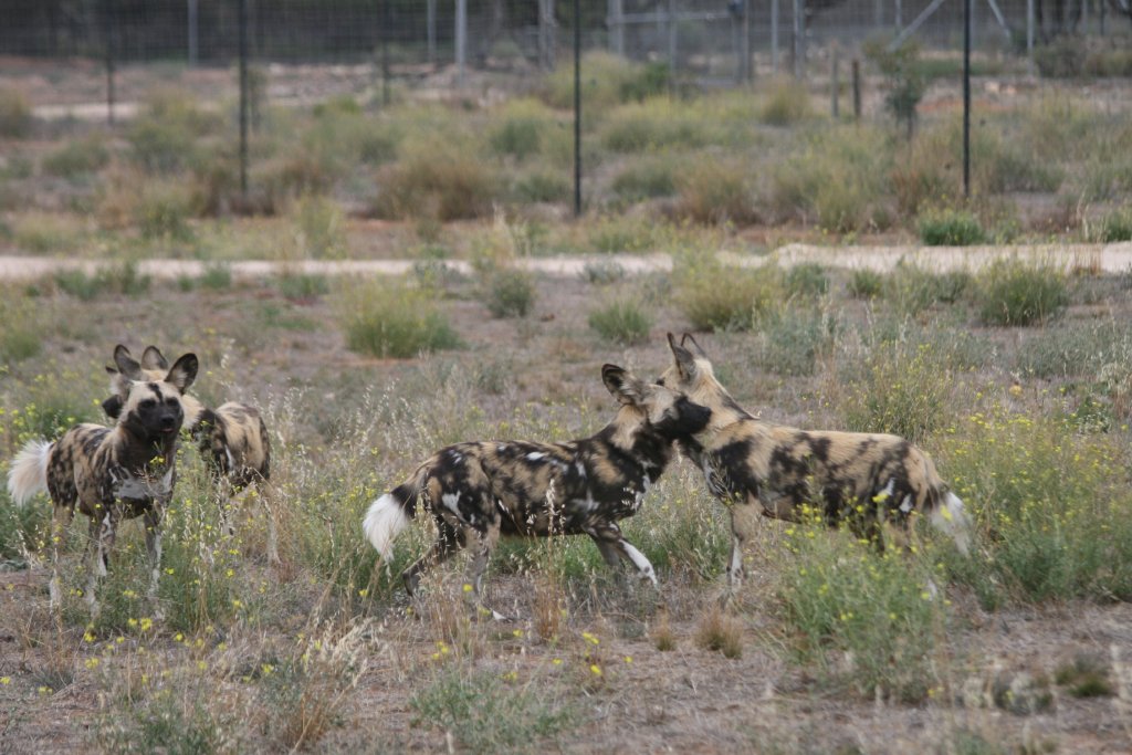 African Wild Dog