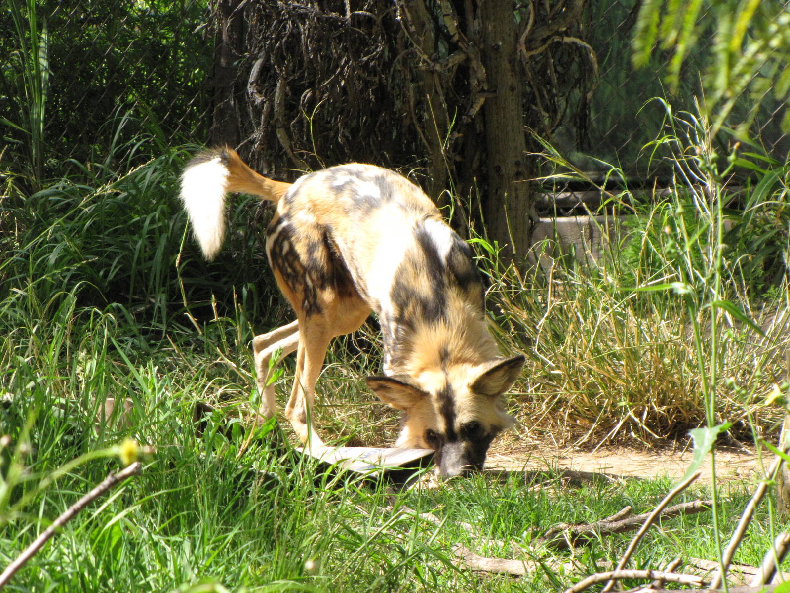 African Wild Dog