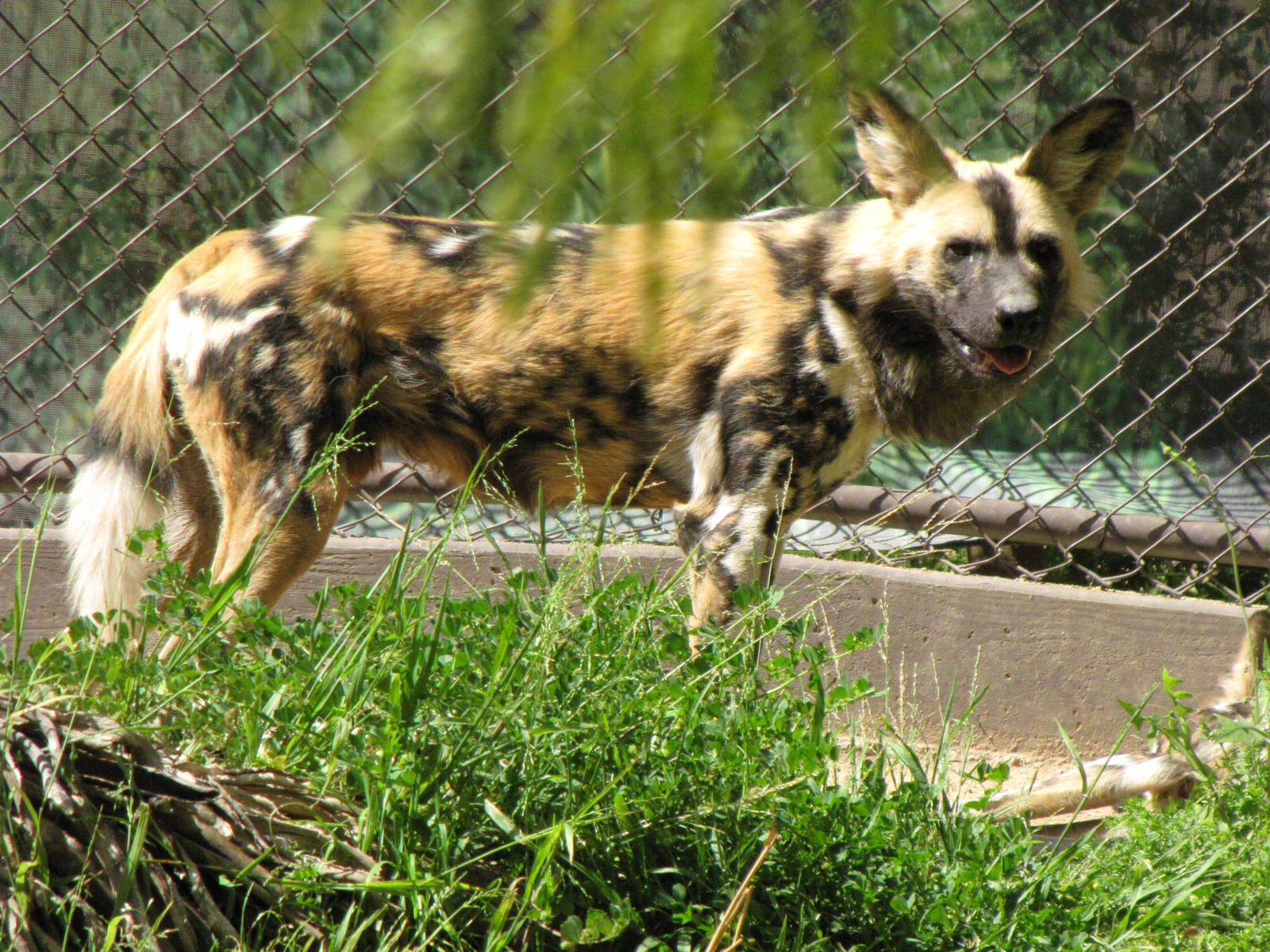 African Wild Dog