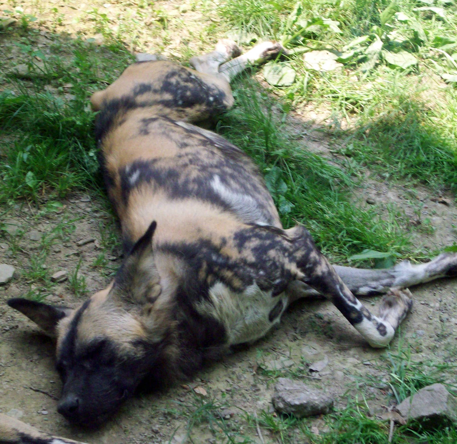 African Wild Dog