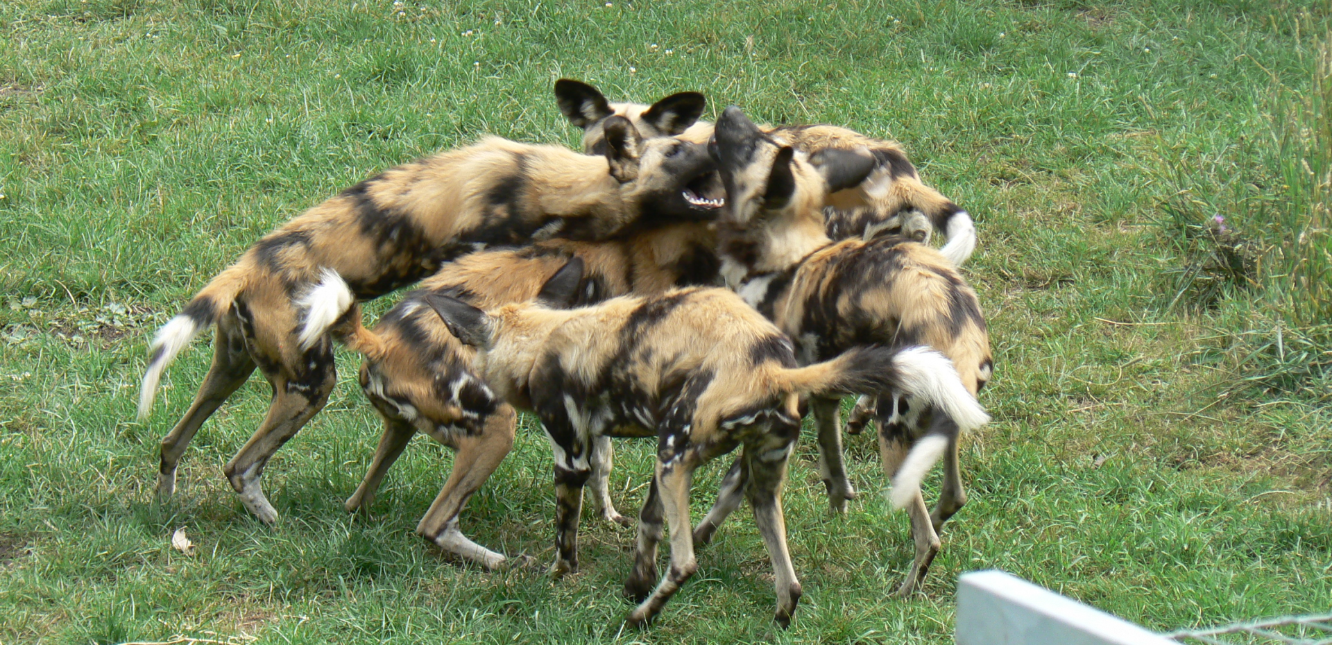 African Wild Dogs - 21 July 2017
