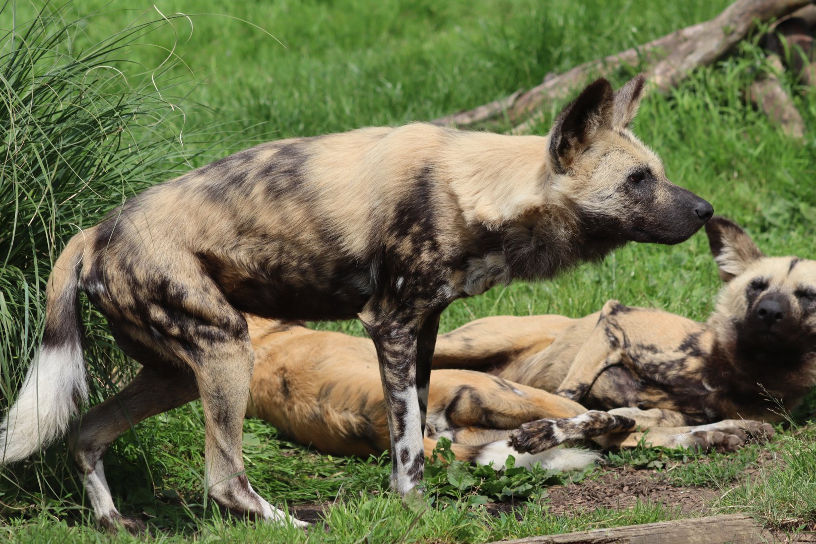 African wild dogs - 27 June 2021