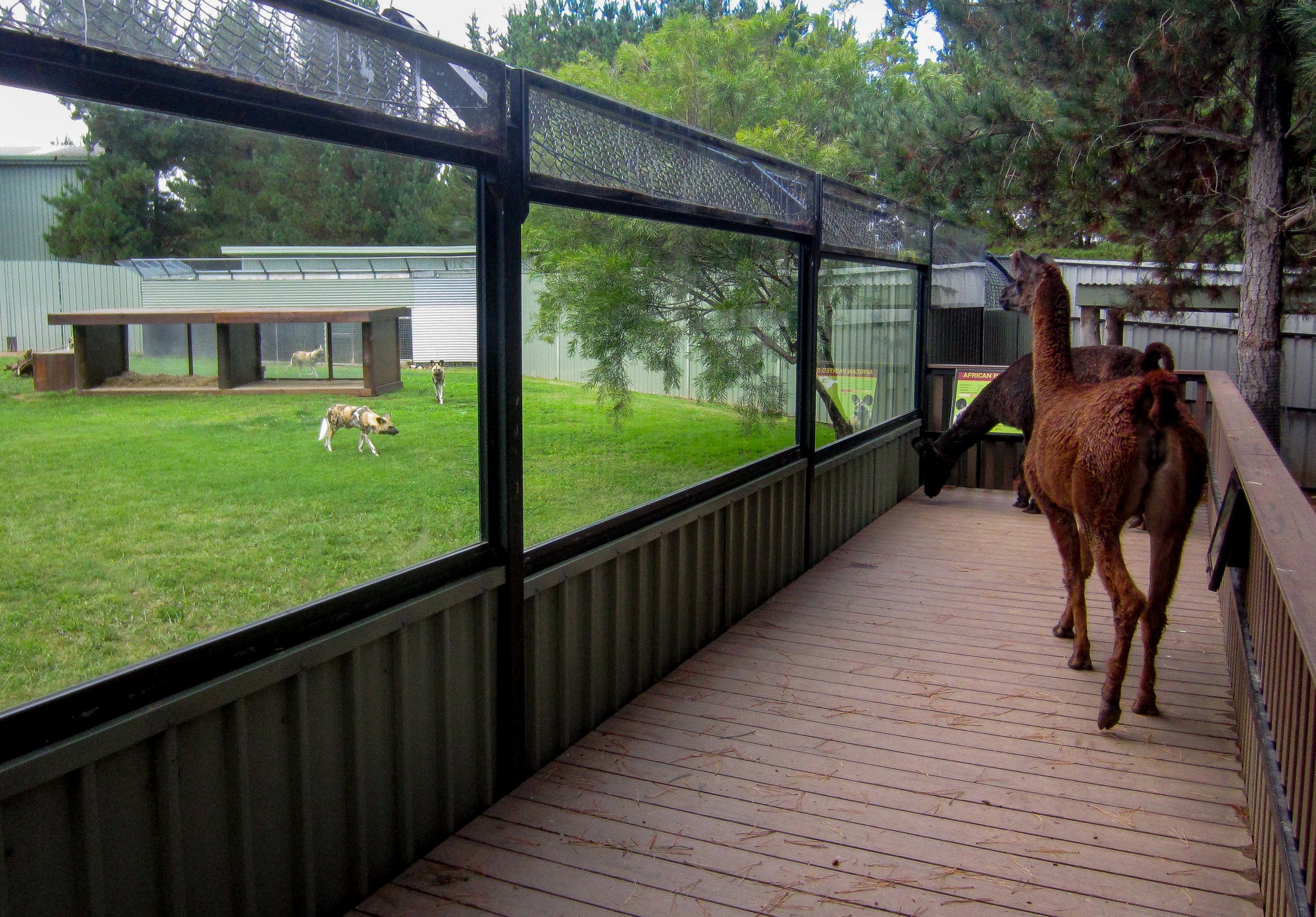 African Wild Dogs and Llamas