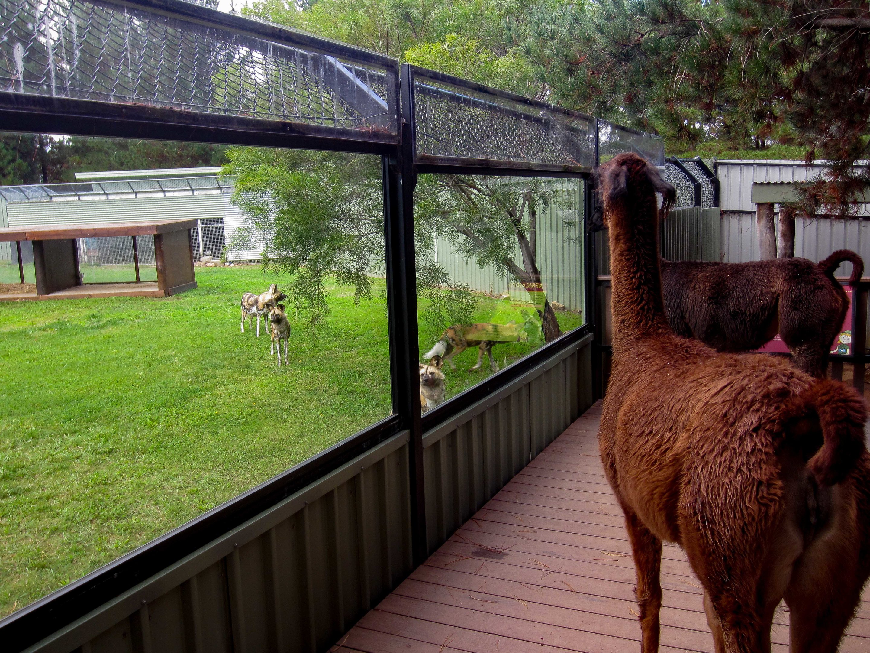 African Wild Dogs and Llamas