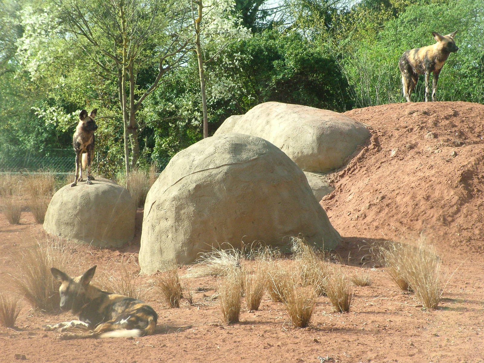 African Wild Dogs at Chester, 16/04/11