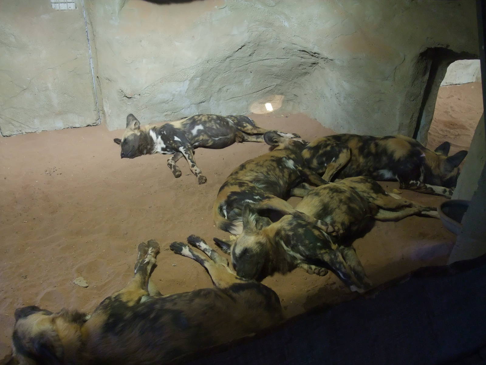 African Wild Dogs at Chester, 16/07/11