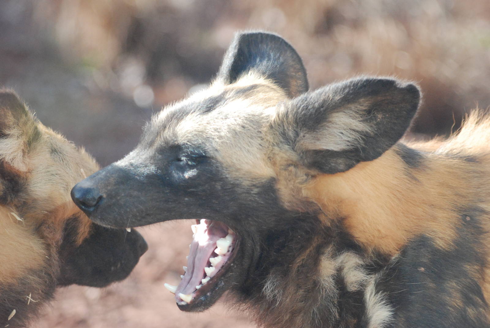 African Wild Dogs at Chester, 19/02/12