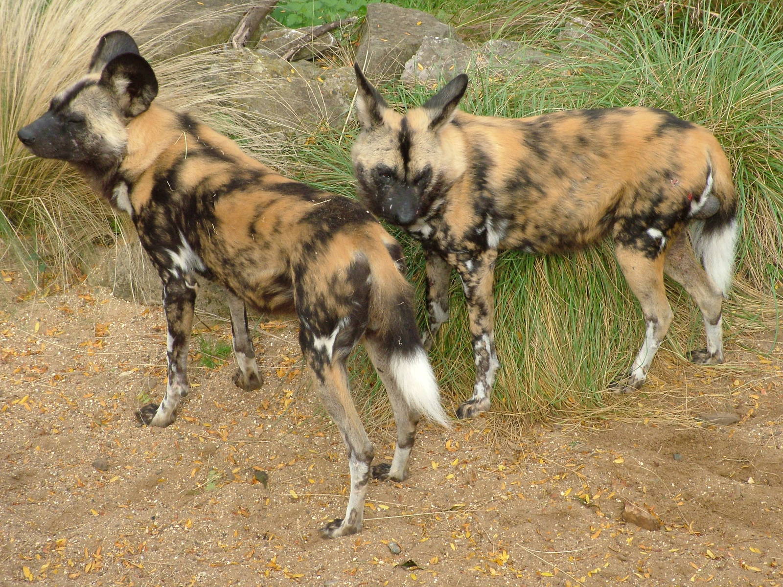 African Wild Dogs at London Zoo Oct 08