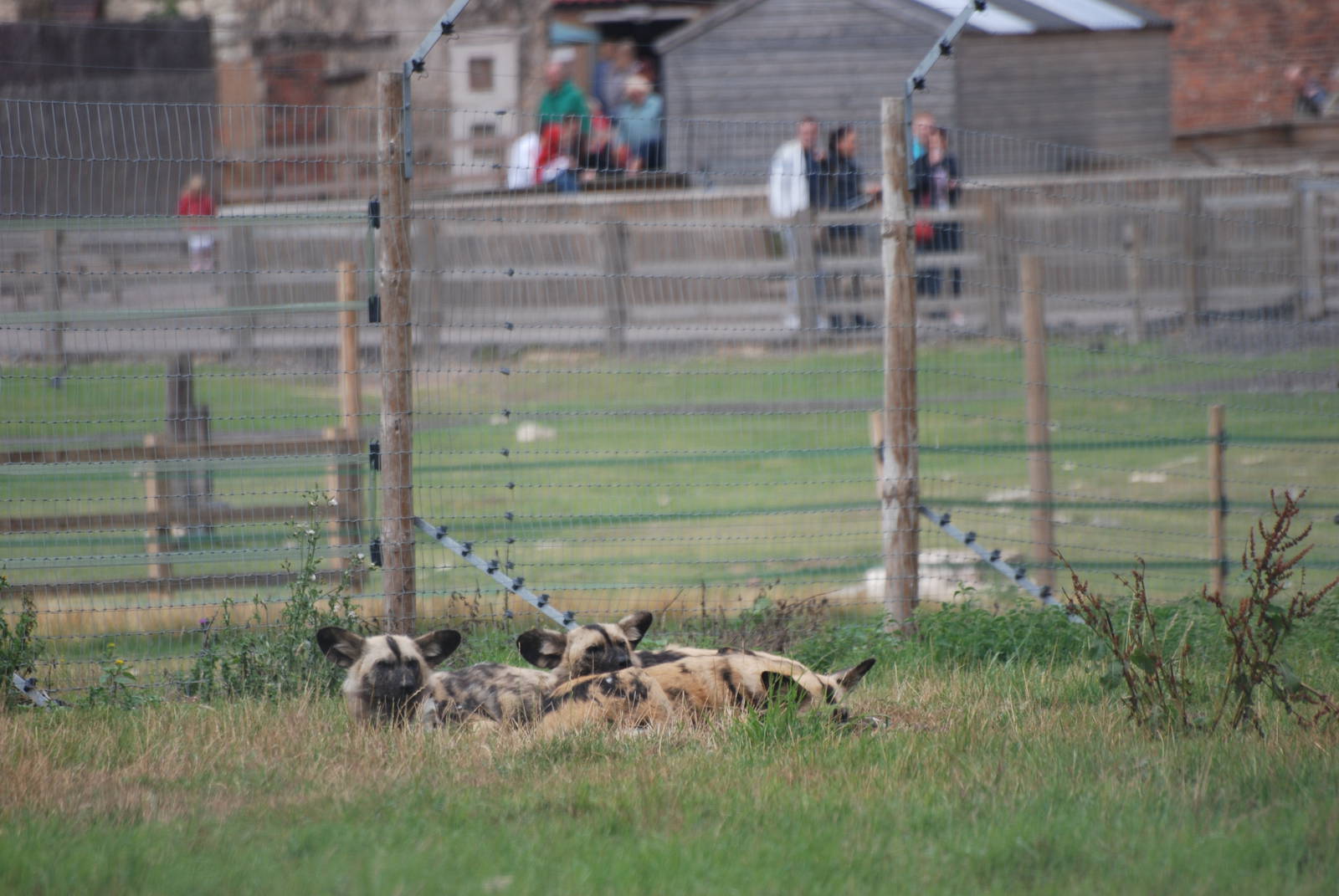 African Wild Dogs at Yorkshire WP, 07/08/11