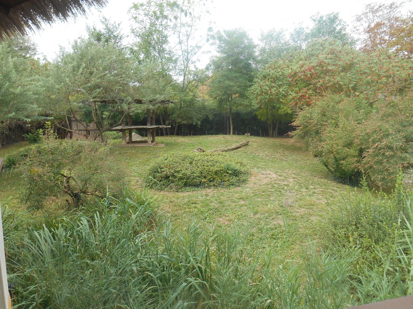 African Wild Dogs Exhibit