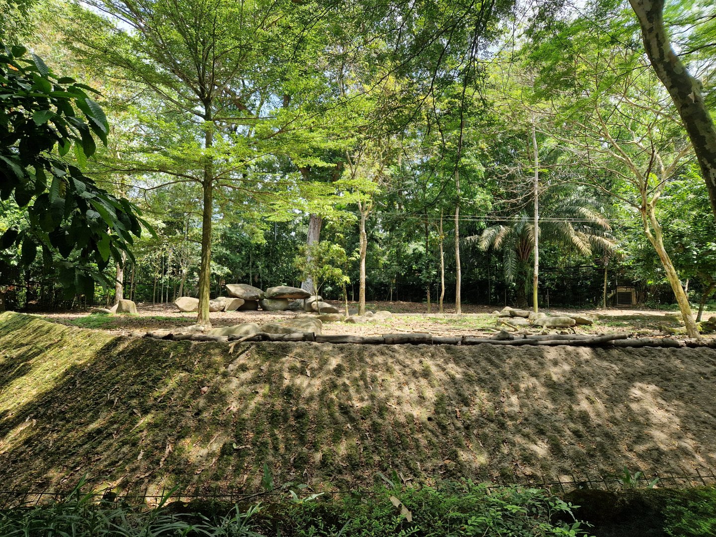 African Wild Dogs exhibit