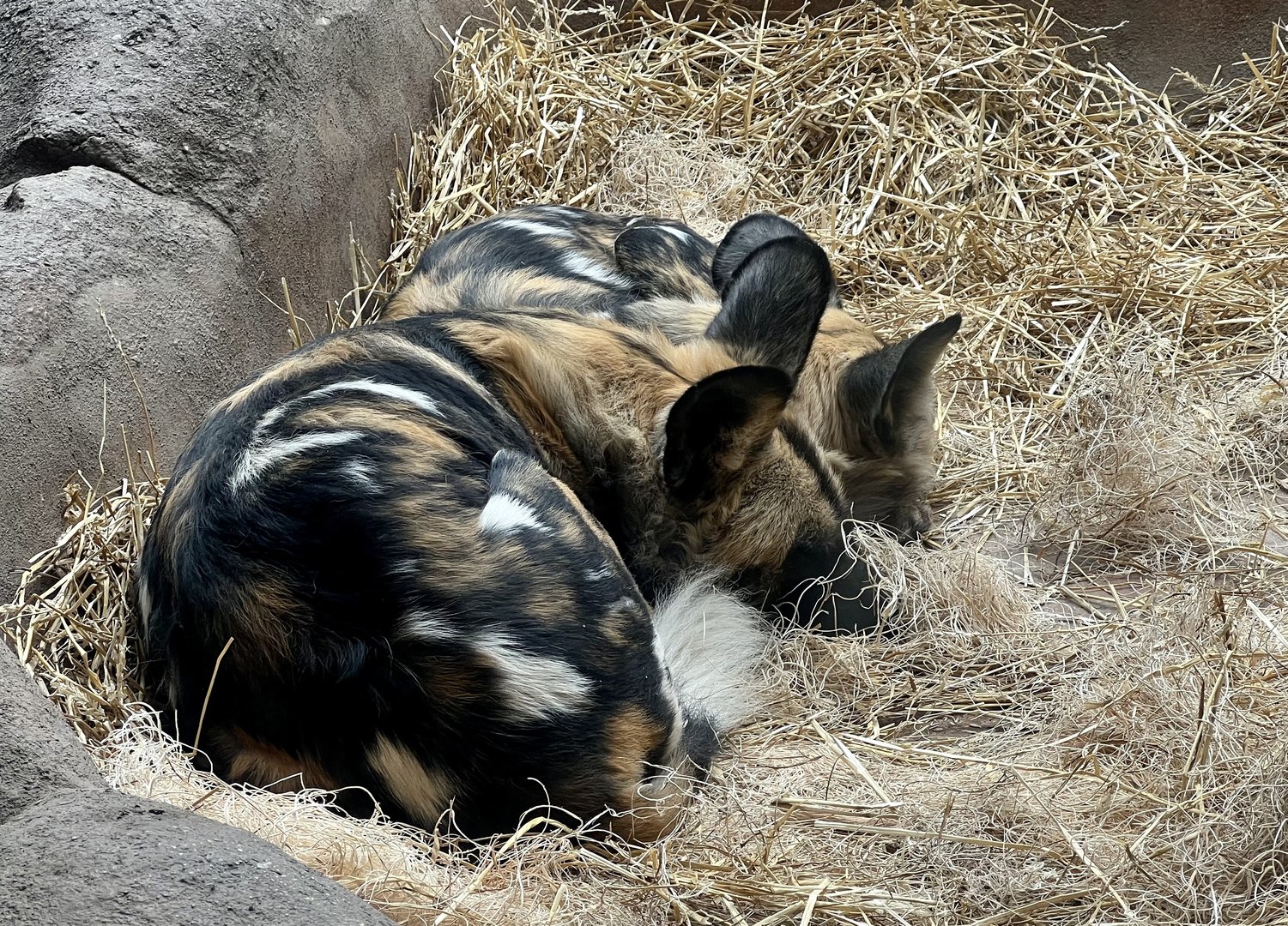 African Wild Dogs from indoor viewing.