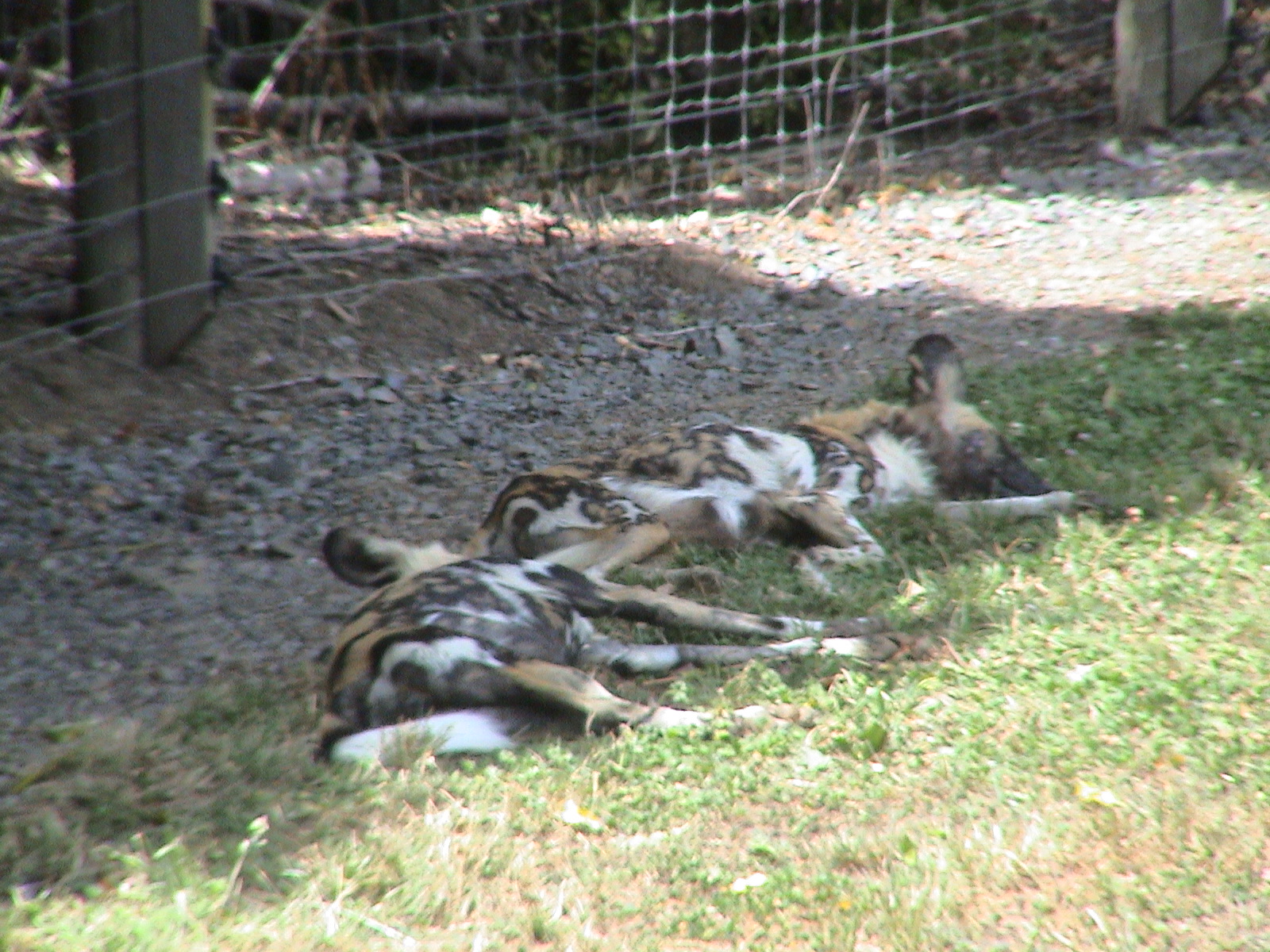 African wild dogs - Hamilton Zoo 2008
