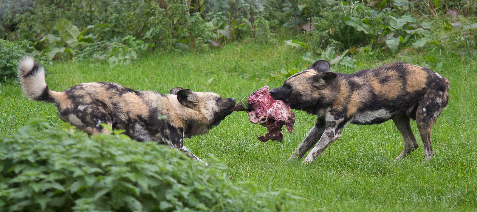 African wild dogs : Howletts : 14 Oct 2014