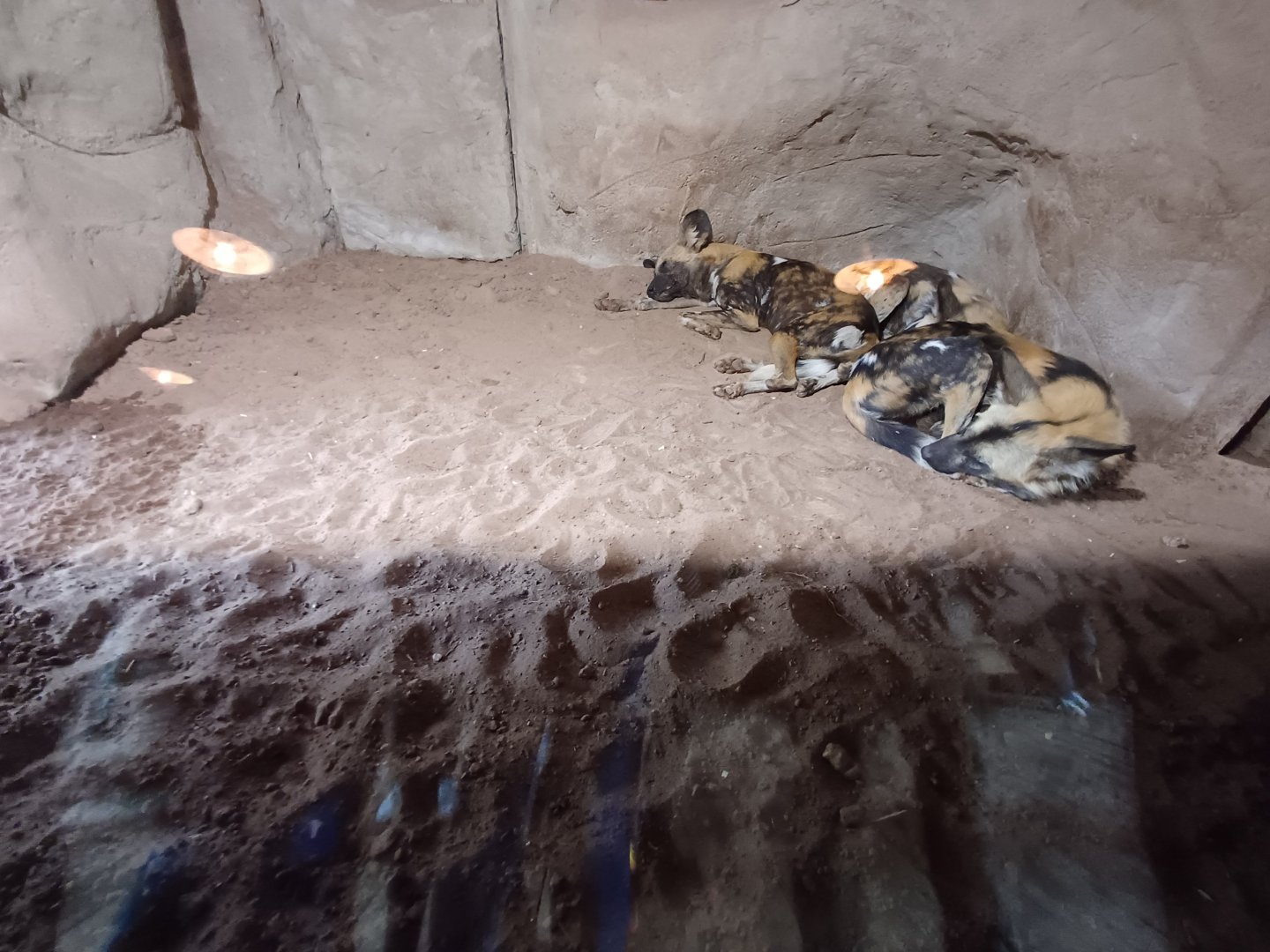 African Wild Dogs- Indoor viewing