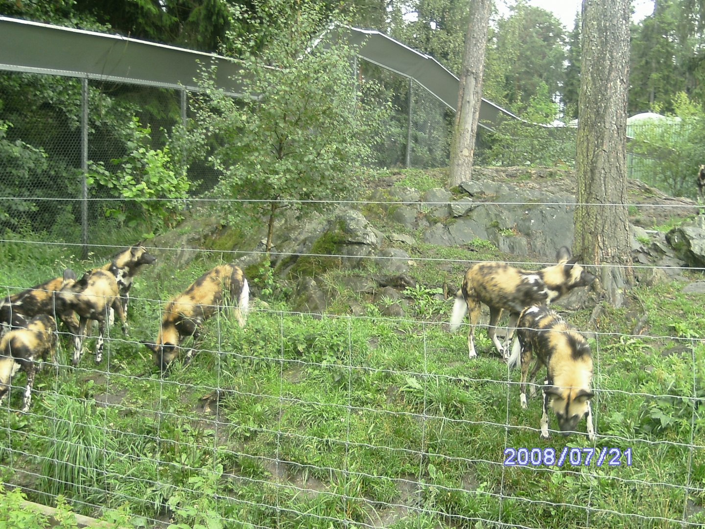 African wild dogs, Kolmården "Safari" (2008)