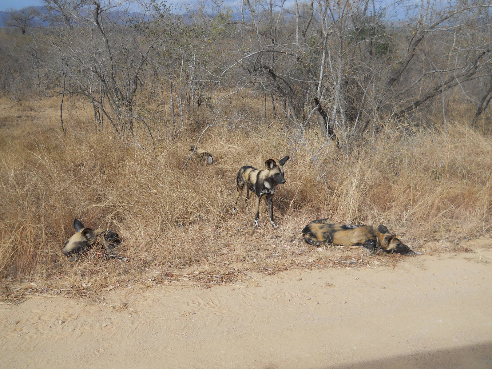 African wild dogs, Kruger National Park, July 2012