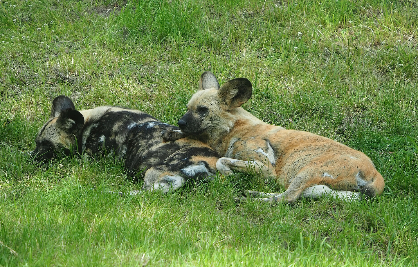 African wild dogs (Lycaon pictus), 2022-06-12