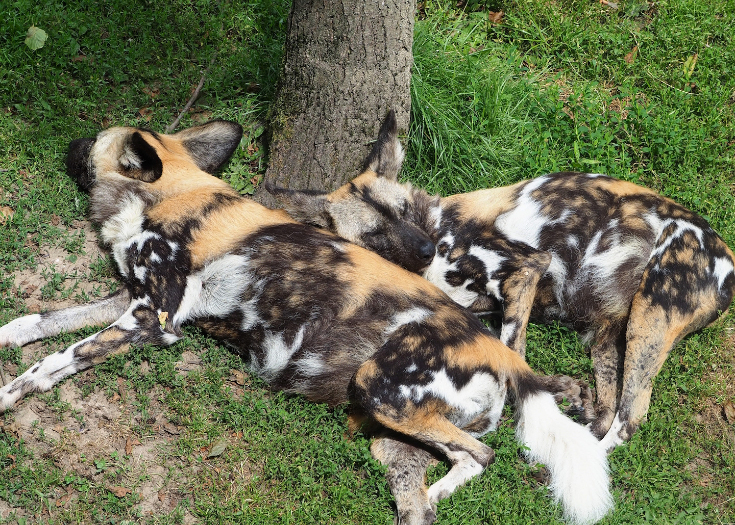 African wild dogs (Lycaon pictus), 2023-07-18