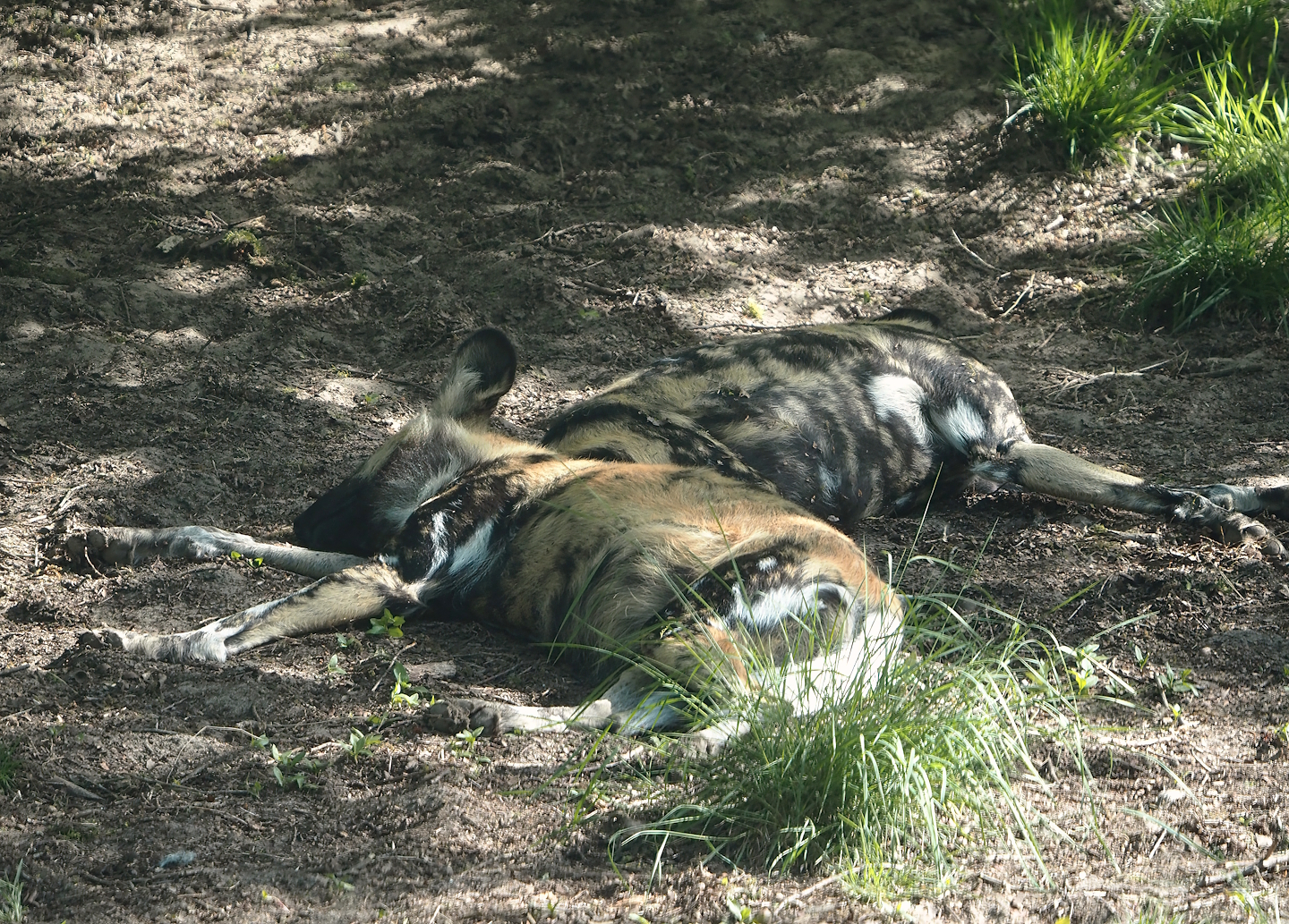 African wild dogs (Lycaon pictus), 2025-04-30