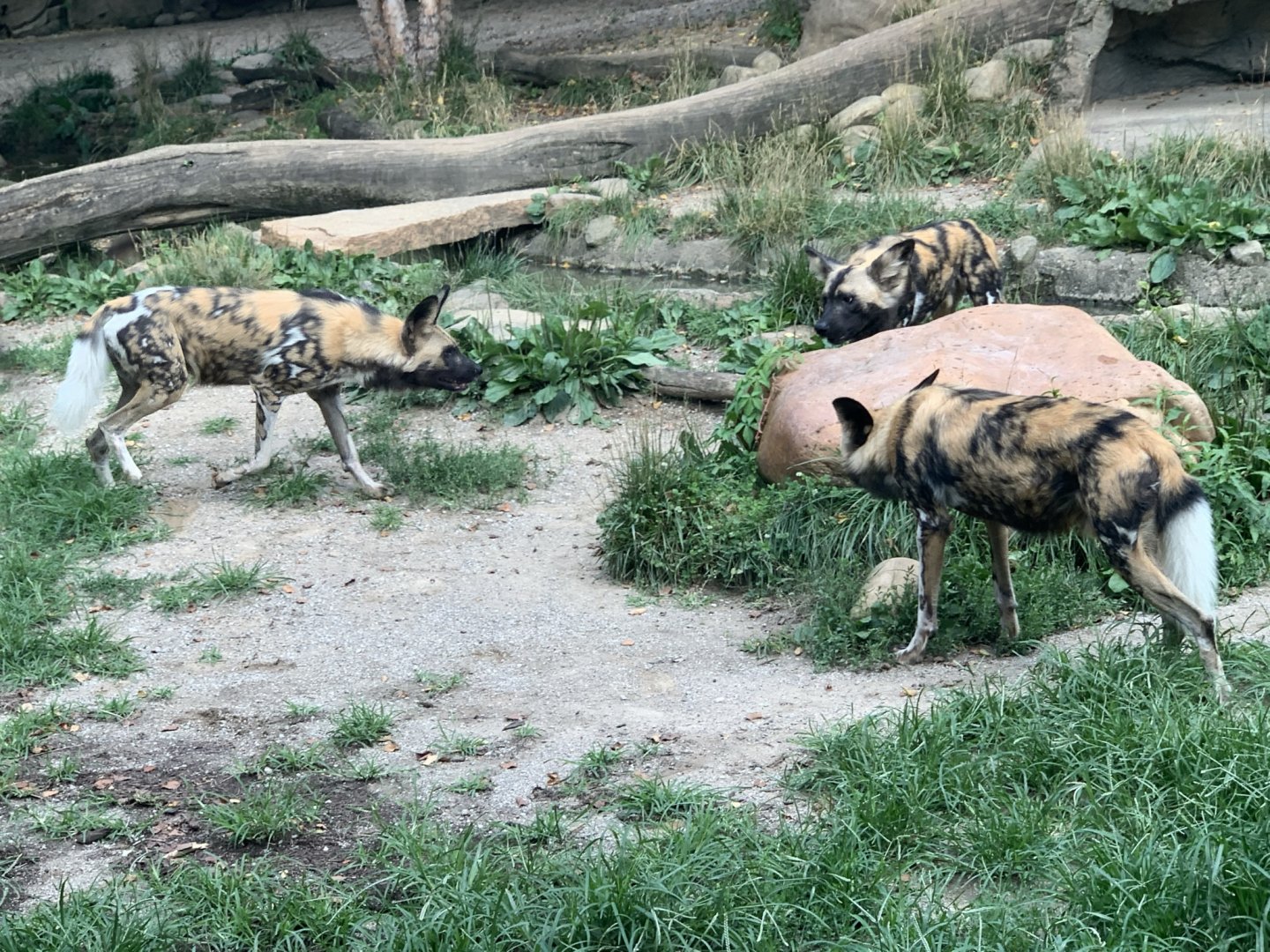 African Wild Dogs (Lycaon pictus) playing