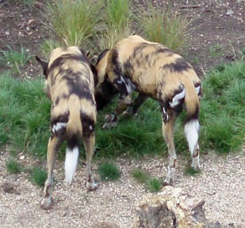 African Wild Dogs (Lycaon pictus)