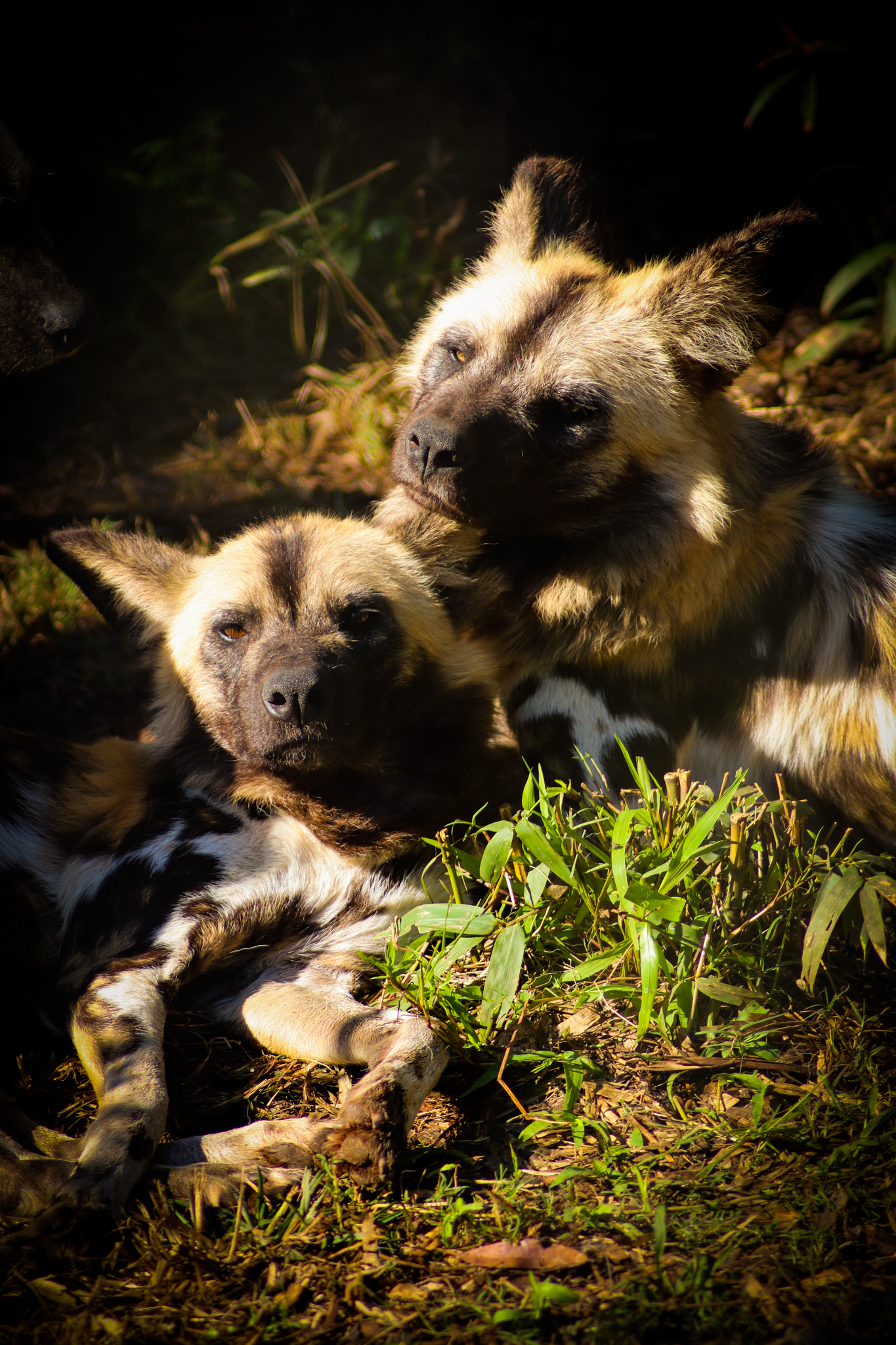 African Wild Dogs (Lycaon pictus)