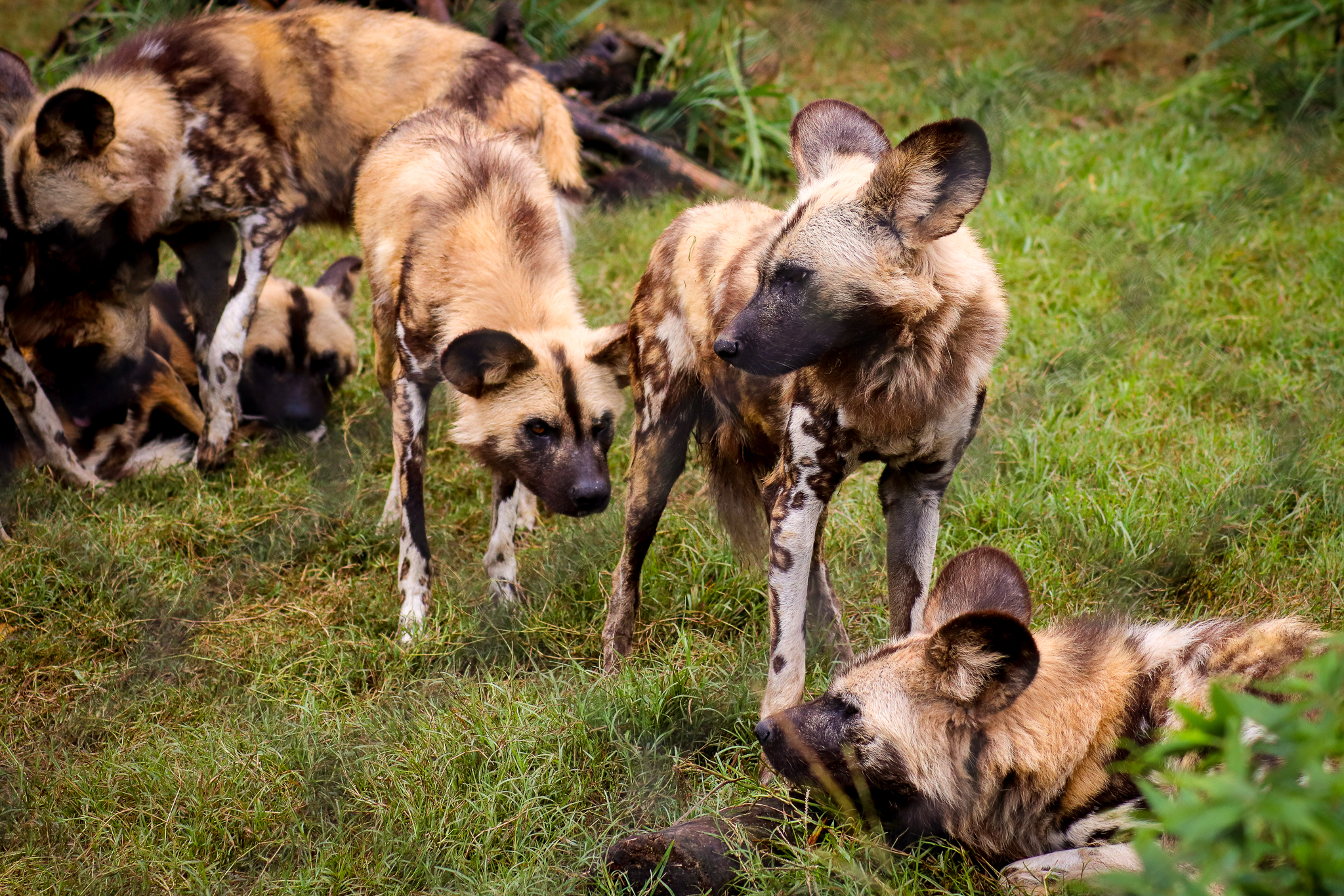 African Wild Dogs (Lycaon pictus)