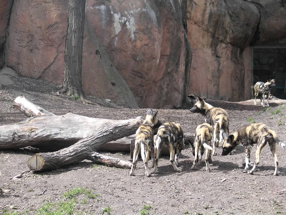 African Wild Dogs (Lycaon pictus)