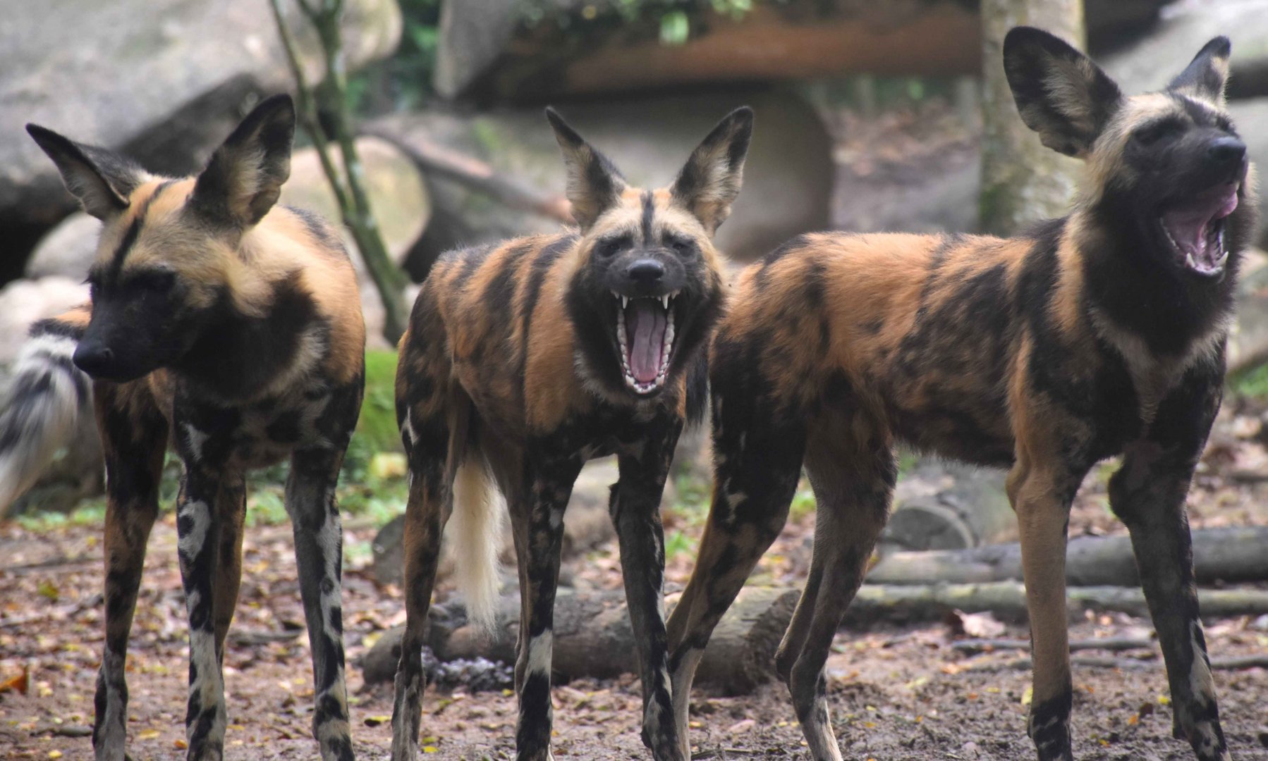 African Wild Dogs (Lycaon pictus)