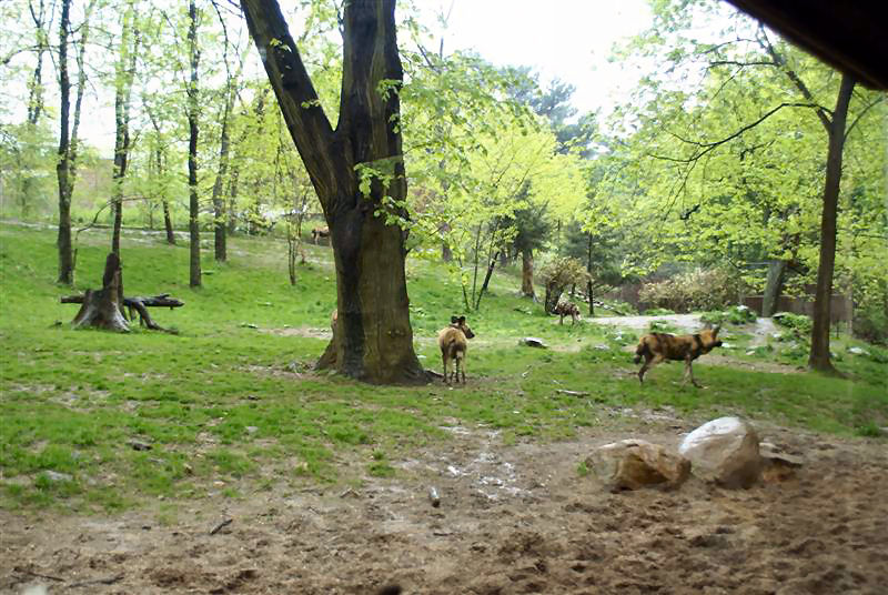 African wild dogs May 2009