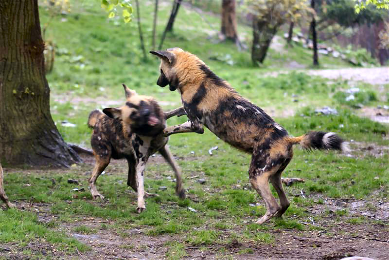 African wild dogs May 2009