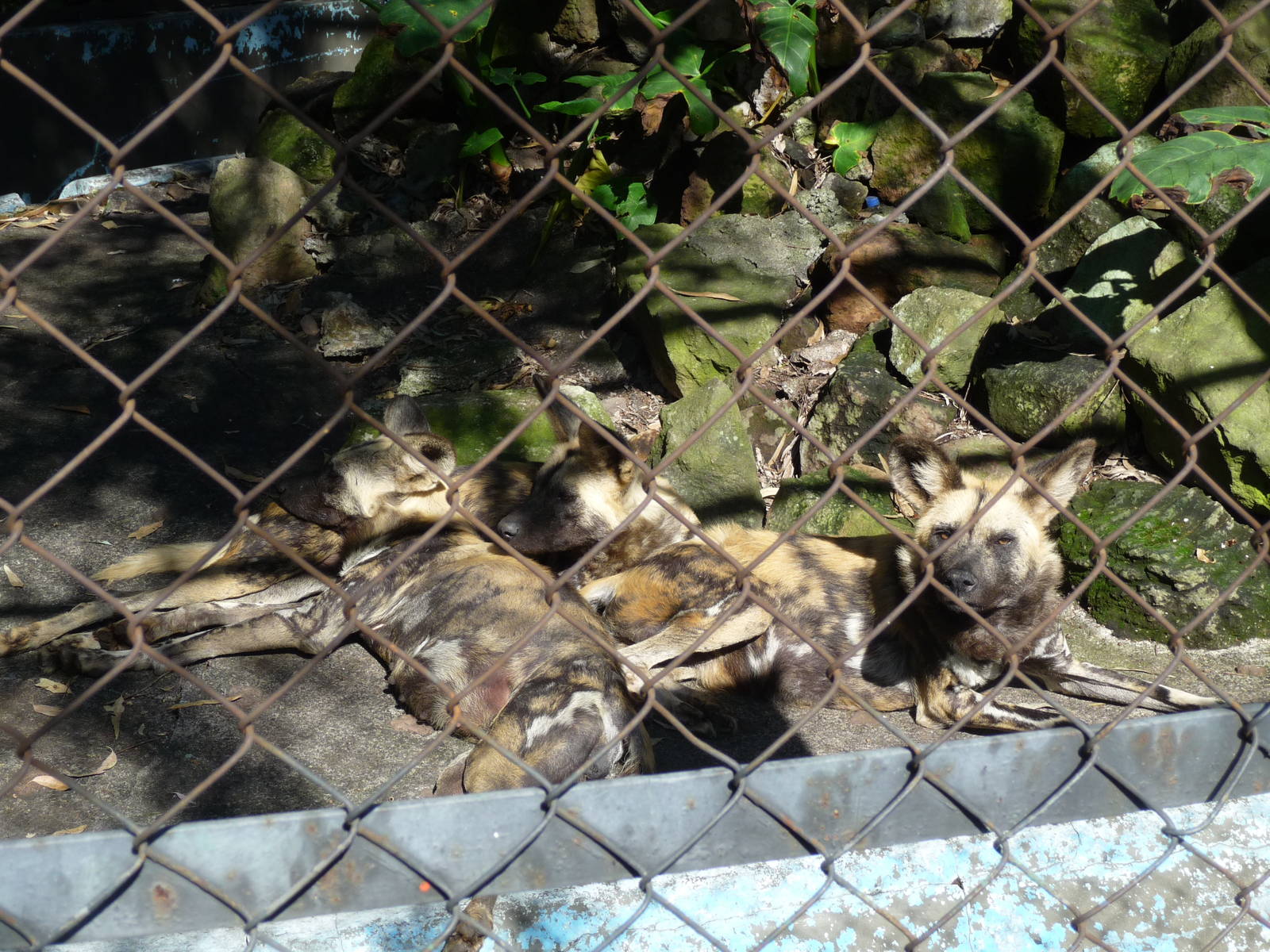 african wild dogs morelia zoo
