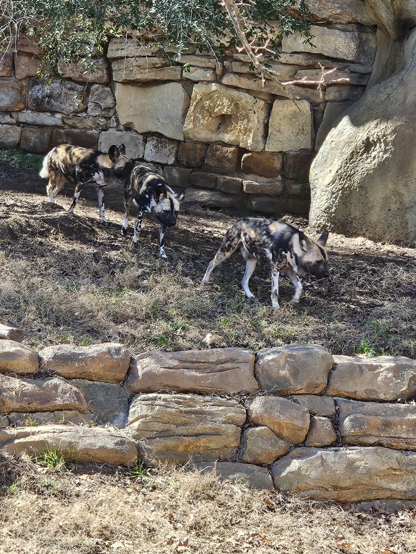 African wild dogs on the move