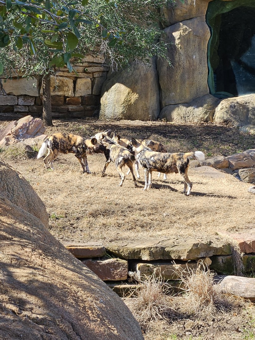 African wild dogs playing
